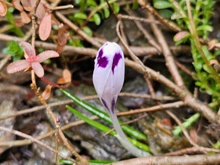 Crocus heuffelianus ´Snow Princess´
